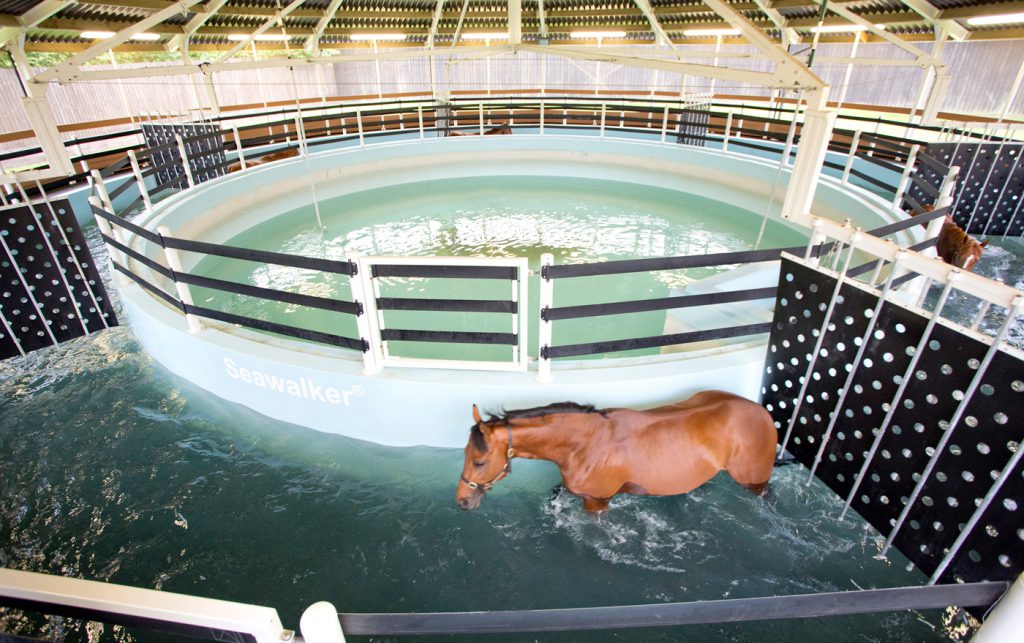 Horses using the Seawalker horse water walker